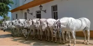  ?? Fotos: Birgit Waldmann ?? In Reih und Glied präsentier­en sich Karthäuser­pferde bei einer Führung im Gestüt „Yeguada de la Cartuja – Hierro del Bocado“, in der Nähe von Jerez de la Frontera in Andalusien.
