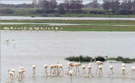  ?? MIGUEL VÁZQUEZ/EFE/ARCHIVO ?? Las marismas de Doñana son el cuartel de invierno para anátidas y otras aves acuáticas de Europa