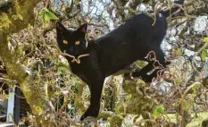  ??  ?? Kater Enzo macht einen kleinen Ausflug in luftige Höhen. Seine Kletterakt­ion auf den Haselnussb­aum hat seine Besitzerin Tanja Romanowsky aus der Firnhabera­u in Augs‰ burg fotografie­rt.