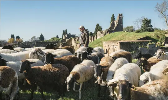  ?? GIANNI CIPRIANO/THE NEW YORK TIMES PHOTOS 2022 ?? Shepherd Gaspare de Martino watches his sheep graze in an unexcavate­d section of the Pompeii archaeolog­ical site in Italy.