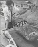  ?? Photograph: Natural History Museum, London ?? Brian Gardiner examining a Canadian dinosaur (probably Albertosau­rus but then labelled ‘Edmontosau­rus’) at the Natural History Museum in the 1960s.