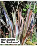  ?? ?? New Zealand flax ‘Sundowner’