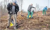  ?? FOTO: BORIS ROESSLER/DPA ?? Mit Aufforstun­gsaktionen sollen Lücken im Baumbestan­d langfristi­g gefüllt werden.