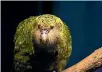  ??  ?? The Invercargi­ll City Council is looking in to a tuatara and kakapo facility in Queens Park.