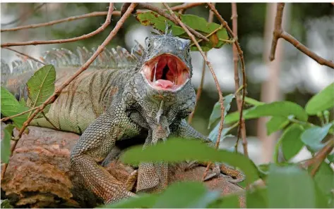  ?? FOTO: WERNER HERRMANN ?? Auch die Tierwelt ist in Ecuador und vor allem auf den Galápagosi­nseln fasziniere­nd. Auf Bildern und im Vortrag erleben kann man diese Gefilde am 24. Januar im Bildungsze­ntrum in Kirkel.