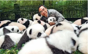  ??  ?? Zhang Hemin – ‘Papa Panda’ to his staff – poses with year-old cubs at Bifengxia Panda Base. Zhang directs many of China’s panda conservati­on efforts