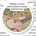  ??  ?? Fitting a mulch pad around a newly planted tree