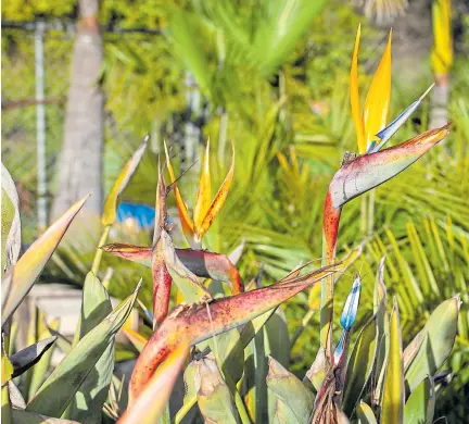  ??  ?? Golden Gate Palms owner Gary Gragg, right, sits among Yucca rostrata and agave medio-picta at his nursery in Richmond. The nursery specialize­s in palms, avocado trees, orange trees, succulents and subtropica­l plants as well as birds of paradise, above.