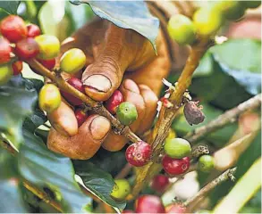  ?? ?? Impacto climático. Hasta finales de agosto, la ACAFESAL , estimaba que las pérdidas en el sector cafetalero por la falta de lluvias, asociadas al fenómeno de El Niño podrían ascender a $ 3 millones.