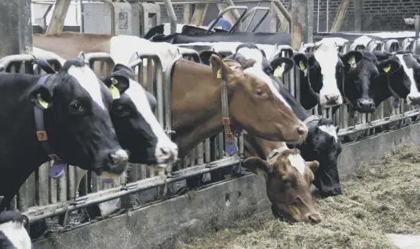  ?? ?? 0 The suffering of animals in the food chain and its impact on society never got a mention at COP26, says Philip Lymbery