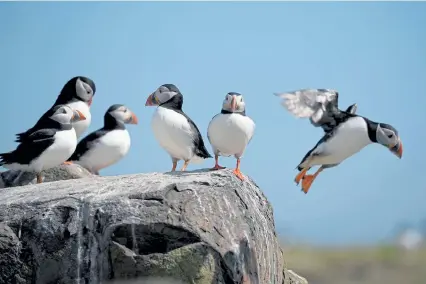  ?? Jeff J Mitchell, Getty Images ?? Decades of conservati­on work have brought Maine’s population of the Atlantic puffin, once nearly gone from the state, to about 1,300 pairs.