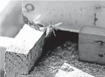  ??  ?? LA ACTIVIDAD APÍCOLA en la zona, ha ido en aumento durante los últimos años, y ya no sólo acoge a una pequeña cifra de productore­s.