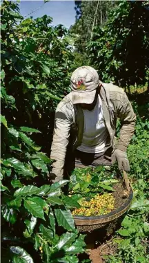  ?? Divulgação ?? Plantação de café na Fazenda Carnielli, no ES