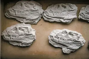  ??  ?? Plaster bone casts made of the Vancleavea skull were created by visiting school children.