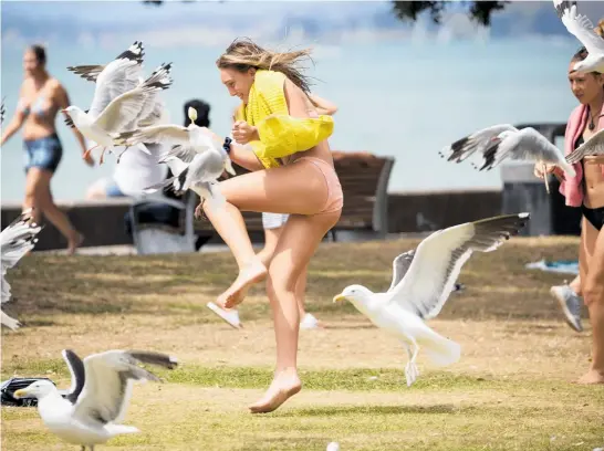 ?? Photo / Dean Purcell ?? A young girl scatters a flock of seagulls yesterday as hot weather continues throughout the country.