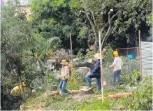  ?? LILIANA RINCÓN BARAJAS/ADN ?? En la mañana del sábado la Alcaldía inició con la tala de árboles.