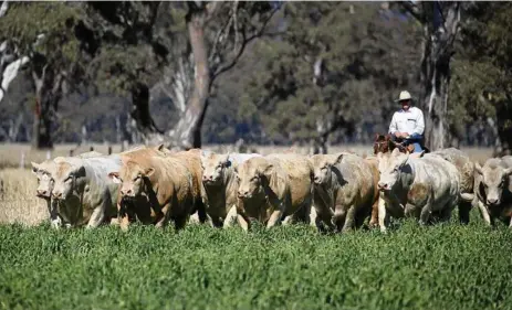  ?? PHOTOS: CONTRIBUTE­D ?? POWERFUL: Mr Wedge said a range of the charolais bulls for sale were an ideal moderate frame.