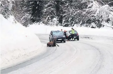  ?? FOTO: HALVOR ULVENES ?? SKADET: Elgen ble liggende midt i veibanen etter påkjørsele­n.