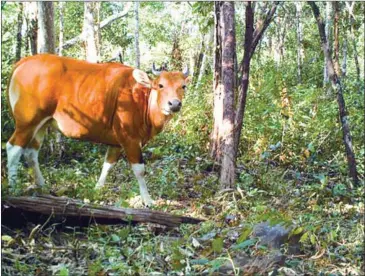  ?? ISAC JONES ?? An endangered banteng is photograph­ed by a wildlife camera as it wanders through a forest in Siem Reap province in April 2014. Environmen­tal authoritie­s in the country’s northeast provinces say at least 107 such cameras have been destroyed by poachers.