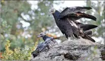  ?? PHOTO BY HEATHER LIEBMAN ?? Turkey Vultures will forage around human activity but prefer to nest in isolated areas with the minimal presence of people.