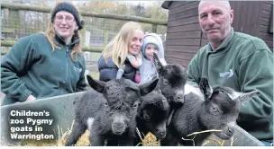  ??  ?? Children’s zoo Pygmy goats in Warrington