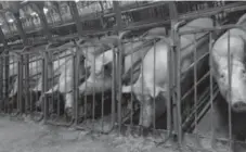 ??  ?? North America is lagging behind other jurisdicti­ons in eliminatin­g the use of gestation crates for sows like these at a Manitoba pig breeding facility.