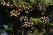  ??  ?? Monarch butterflie­s group together for warmth in a cypress tree along the Santa Cruz coast.