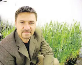  ??  ?? Curtis Pozniak, a researcher and wheat breeder at the Crop Developmen­t Centre in the University of Saskatchew­an’s College of Agricultur­e and Bioresourc­es, led a team that played a key role unravellin­g the complex wheat genome sequence.