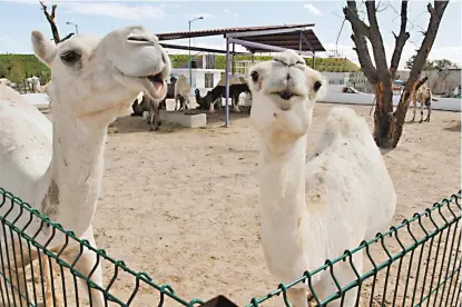  ??  ?? El Ecoparque de Tizayuca recuperó a varios ejemplares de llamas.