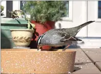  ?? PHOTOS BY ROCK MATHIAS ?? A White-crowned Sparrow visits a feeder at the photograph­er’s home.