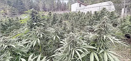  ?? (Pic: www.startcann.com) ?? An outdoor cannabis cultivatio­n project in Canada. South Africa is taking giant steps to use cannabis to boost its economy.