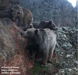  ??  ?? A family of brown bears caught on camera in Khosrov