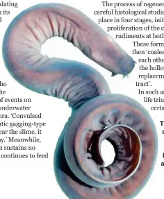  ??  ?? The hagfish’s self-defensive slime expands by 10,000 in less than half a second