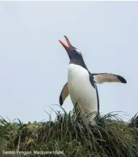  ??  ?? Gentoo Penguin, Macquarie Island