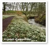  ??  ?? A carpet of snowdrops