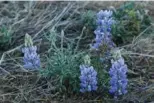  ?? JOSE CARLOS FAJARDO/STAFF ?? Below: The Silver Lupine flower grows along the Rocky Ridge View Trail.