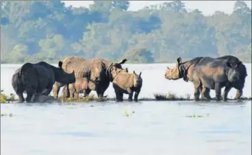  ?? PTI ?? A herd of Rhinos takes refuge on an elevated stretch of land on Wednesday as 73% of Assam’s Kaziranga National Park gets flooded.