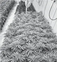  ?? CONTRIBUTE­D ?? The canopy of these cannabis plants all but obscures the pots they are growing in at the Mira-Juana micro-cultivatio­n operation in Cape Breton. The up-and-coming business is targeting five harvests per year.
