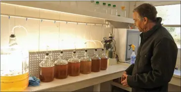  ?? BRIAN PHAN — HERALD CORRESPOND­ENT ?? Vince Christian checking up on the algae cultures.