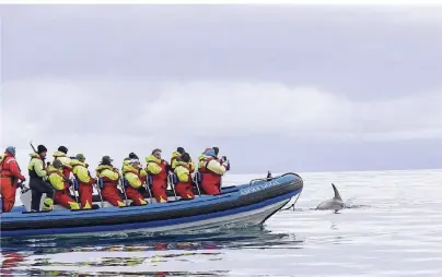  ?? FOTO: CHRISTIANE NEUBAUER ?? Wenn sich die kleinen Schweinswa­le zeigen, ist das für die Touristen ein ganz besonderes Erlebnis.