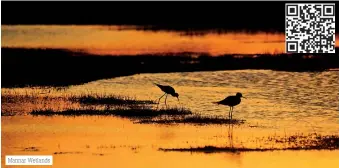  ?? ?? Mannar Wetlands