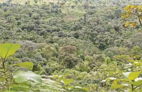  ?? CORTESÍA FRANCISCO SORNOZA ?? kLa reserva privada Kapari, ubicada en la provincia de Pichincha, alberga fauna diversa como el puma y unas 360 especies de aves como colibríes.