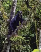  ??  ?? An Andean bear in Ecuador