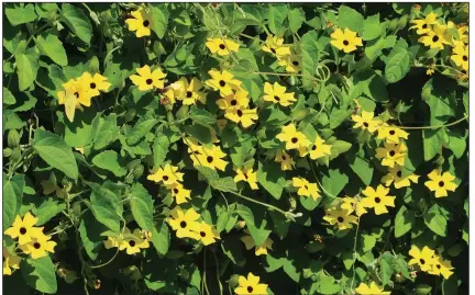  ??  ?? Black-eyed Susan vine (Thunbergia) is an eye-catching annual in Arkansas.