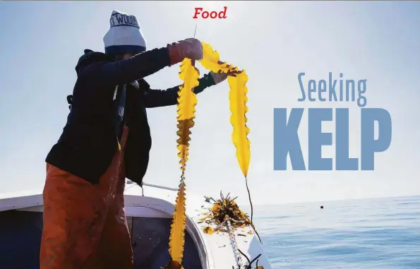  ?? Courtesy of Elizabeth Ellenwood ?? Kelp farmers Suzie Flores of Stonington Kelp Co., pictured, and Jonathan McGee of New England Sea Farms in Guilford formed the Sugar Kelp Collective.
