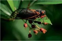  ??  ?? ABOVE LEFT: A newly moulted periodical cicada clings to a plant. ABOVE RIGHT: Many people view the cicadas as a tasty delicacy.