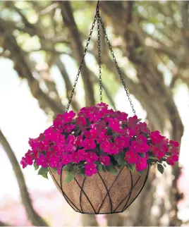 ??  ?? Sunpatiens Compact: good for hanging baskets and borders.