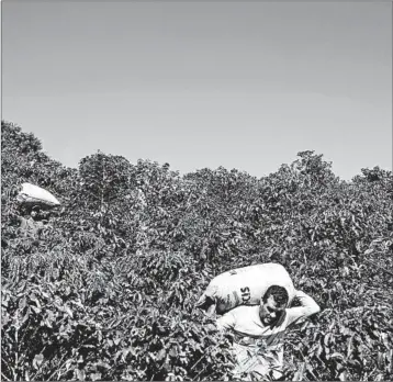  ?? PATRICIA MONTEIRO/BLOOMBERG NEWS ?? Workers at a plantation in Brazil carry bags of coffee beans during harvest. Growers are holding more beans back.