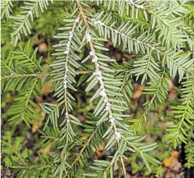  ?? MACQUARRIE LAB ?? Hemlock woolly adelgid is usually detected through woolly egg masses, called ovisacs, that resemble the tip of a cotton swab. The ovisac is typically found on the underside of tree branches, at the base of the needle and along the stem.