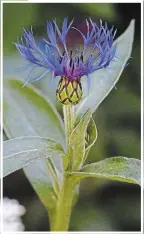  ??  ?? Bee balm is another attraction for pollinator­s.